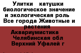 Улитки – катушки: биологическое значение и экологическая роль - Все города Животные и растения » Аквариумистика   . Челябинская обл.,Верхний Уфалей г.